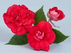 Musica™ Elegant Red Double Impatiens, Busy Lizzy, Impatiens walleriana 'Musica Elegant Red'
